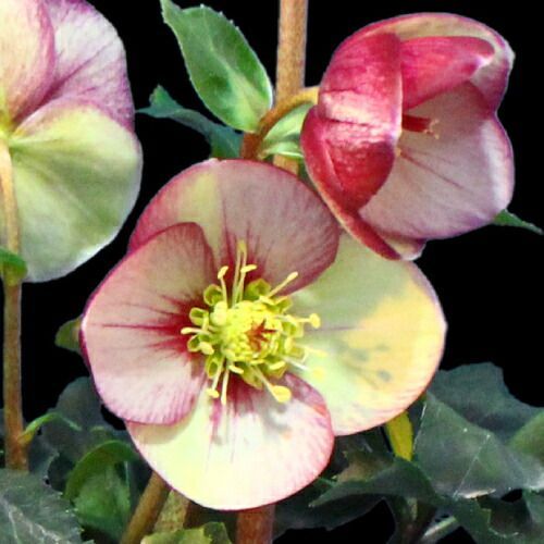 完全生産者限定品クリスマスローズ　氷の薔薇イタリアーノシリーズ　カルロッタ ５号鉢【開花鉢でのお届けは11月中旬～3月中旬頃まで】