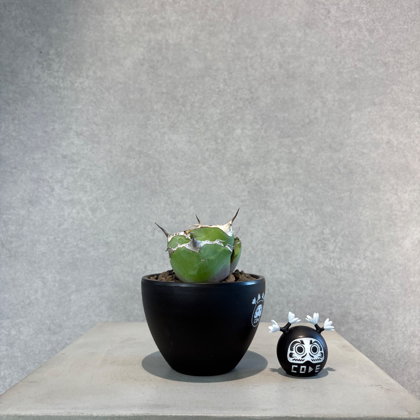 アガベ オバティフォリア 中斑 レア】アガべ オバティフォリア 白中斑