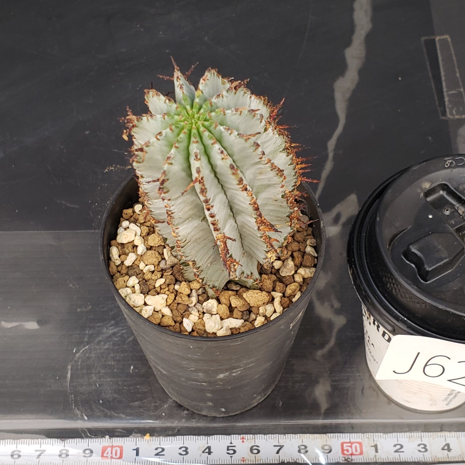 メルカリ便発送☆多肉植物 ホリダ 達磨白虎ハイブリッド(ちょび根苗です) メルカリ便発送☆多肉植物 ホリダ 達磨白虎ハイブリッド(ちょび