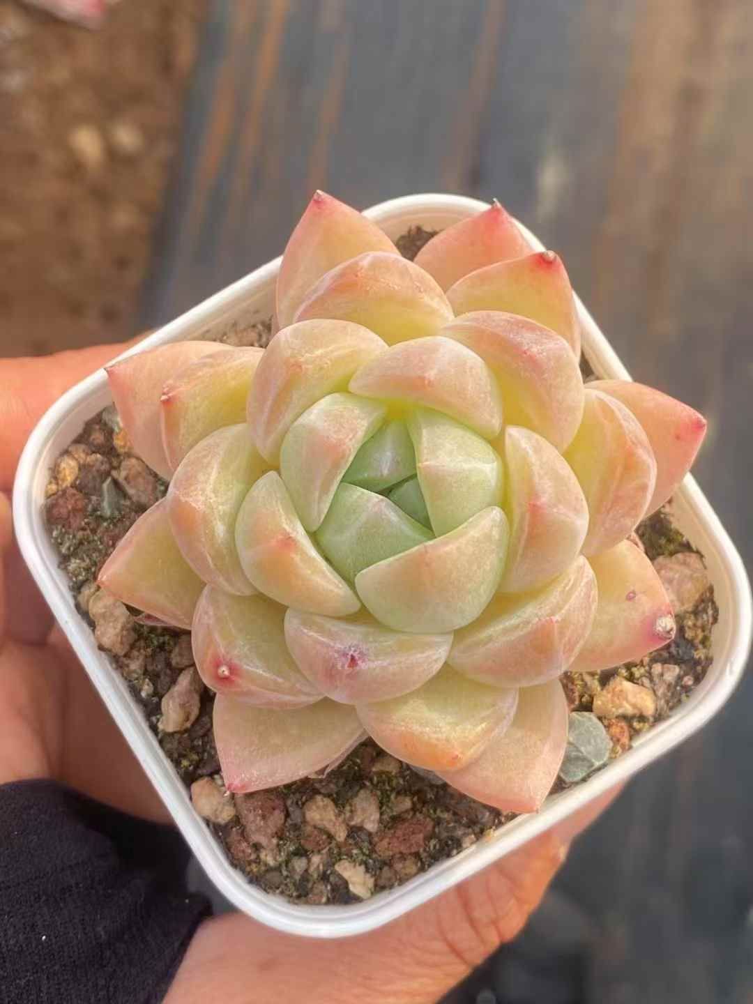 男*屋様 K1278　フェスティブス　50株　多肉植物 抜き苗 エケベリア 韓国 男*屋様 K1278 フェスティブス 50株 多肉植物 抜き苗 エケベリア 韓国