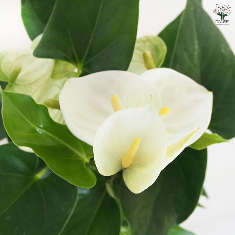 花径は5～6cmほどで 草丈はあまり高くならず