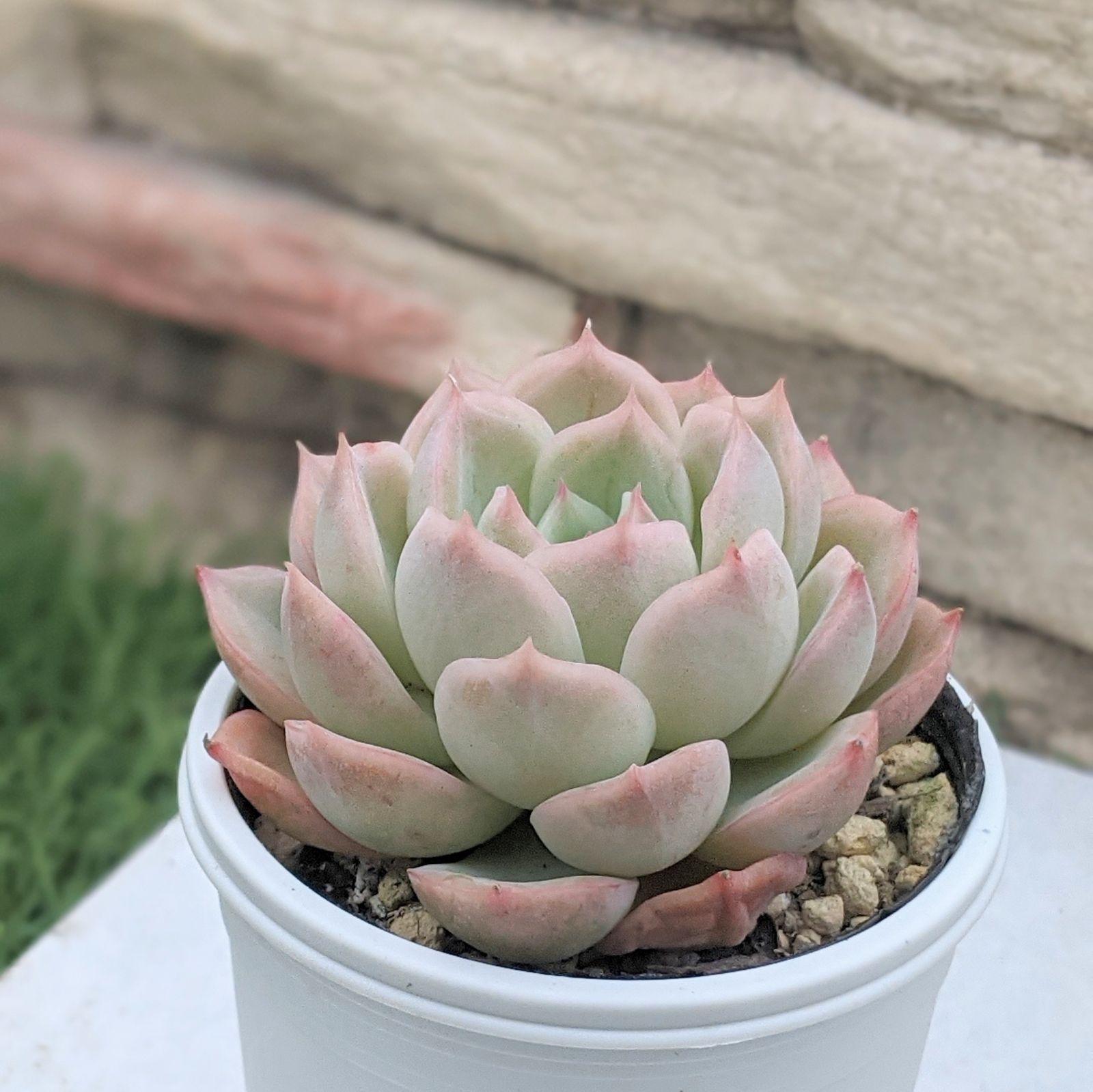 No.450 ❁ブラックローズ❁ 抜き苗 多肉植物 寄せ植え No.450 ❁ブラック