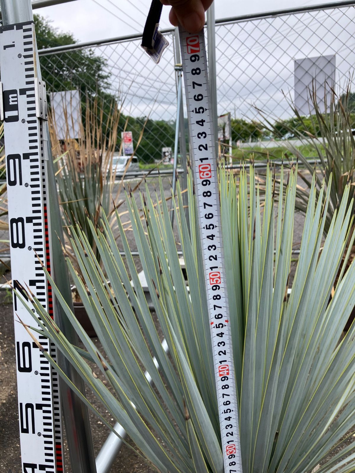 ユッカ マルデヌベス ロストラータ - メルカリ