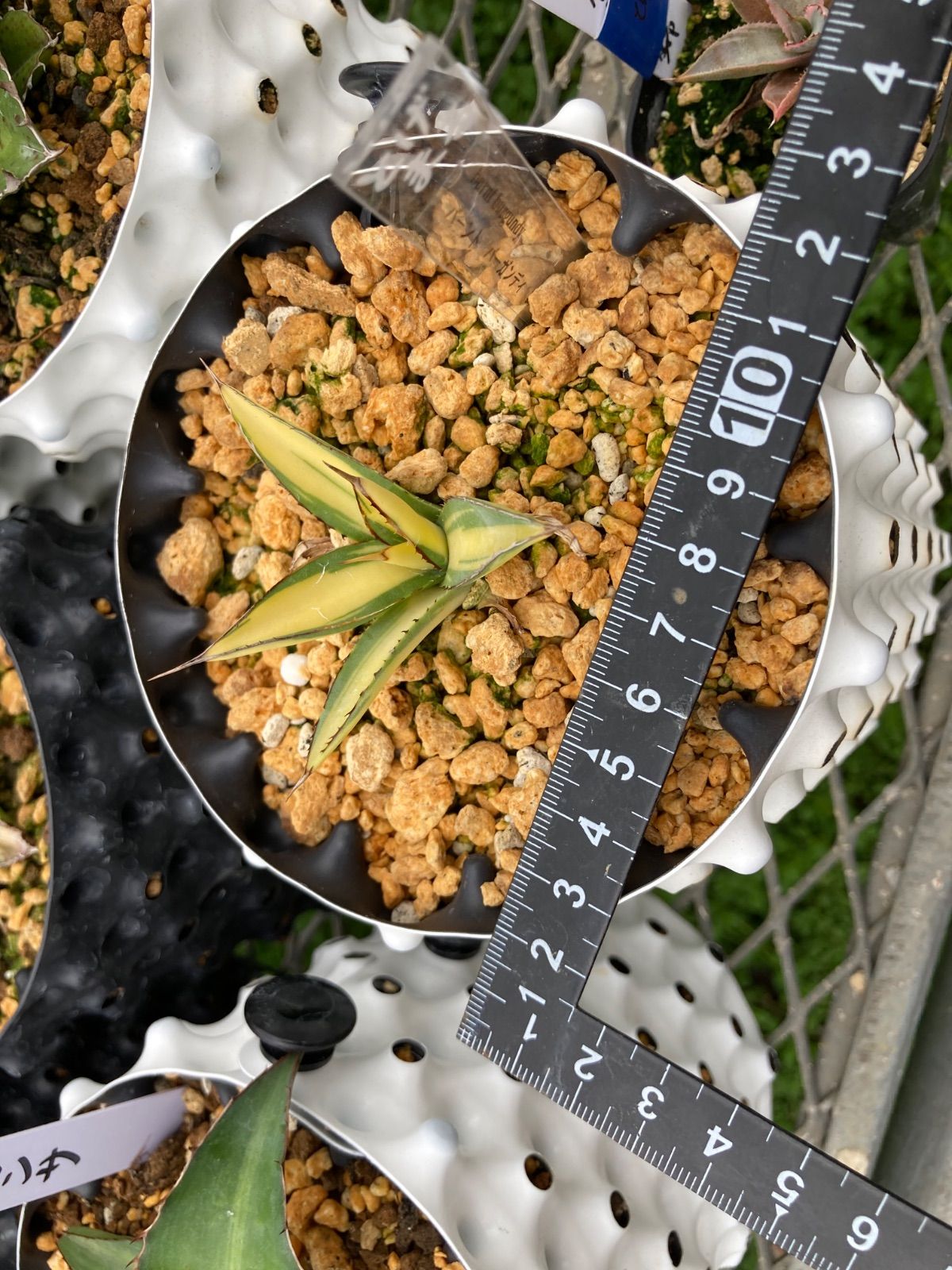 バーントバーガンディ黄中斑 鉢ごと発送