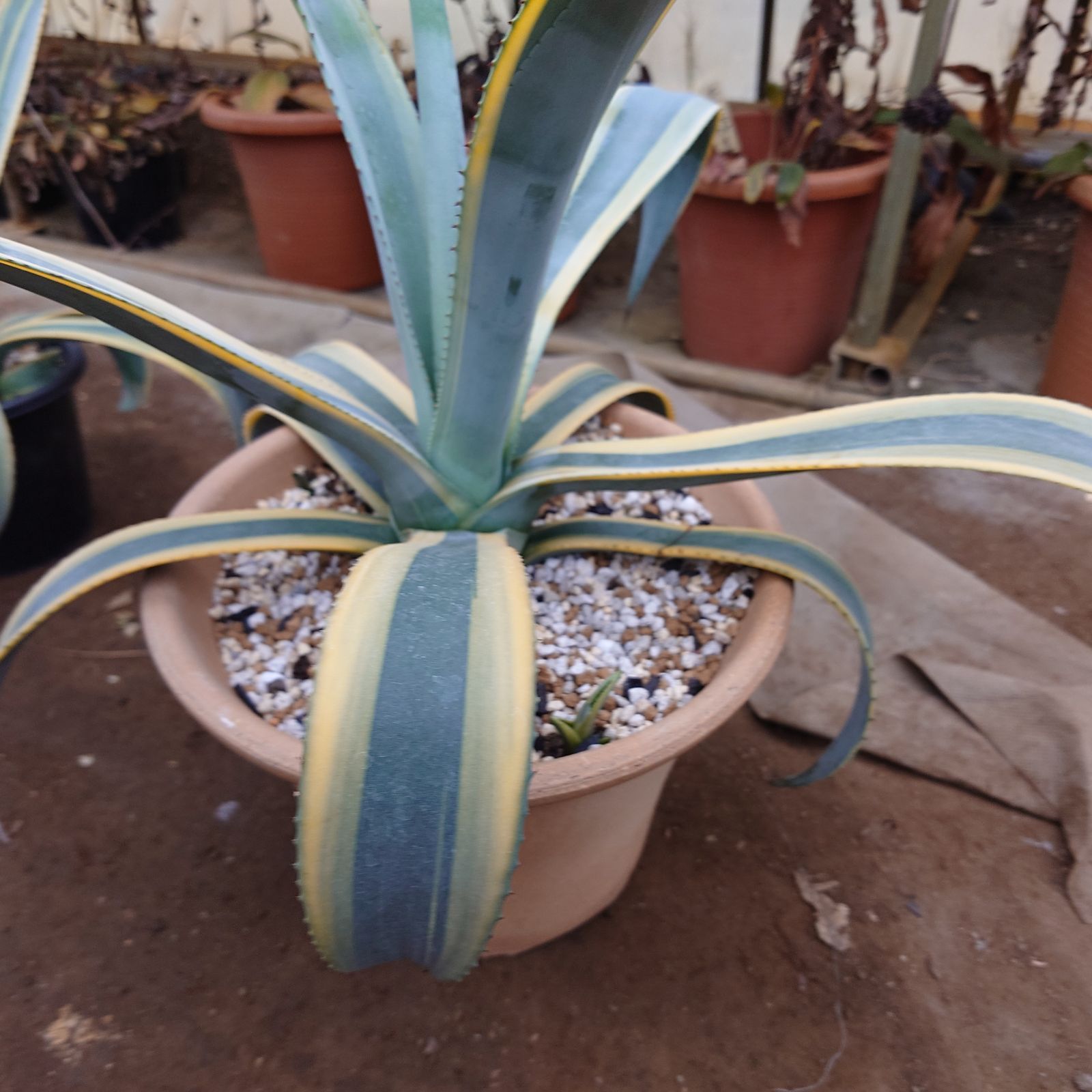 アガベ ウェベリー アリゾナスター AGAVE 65㎝ 大型株 - メルカリ