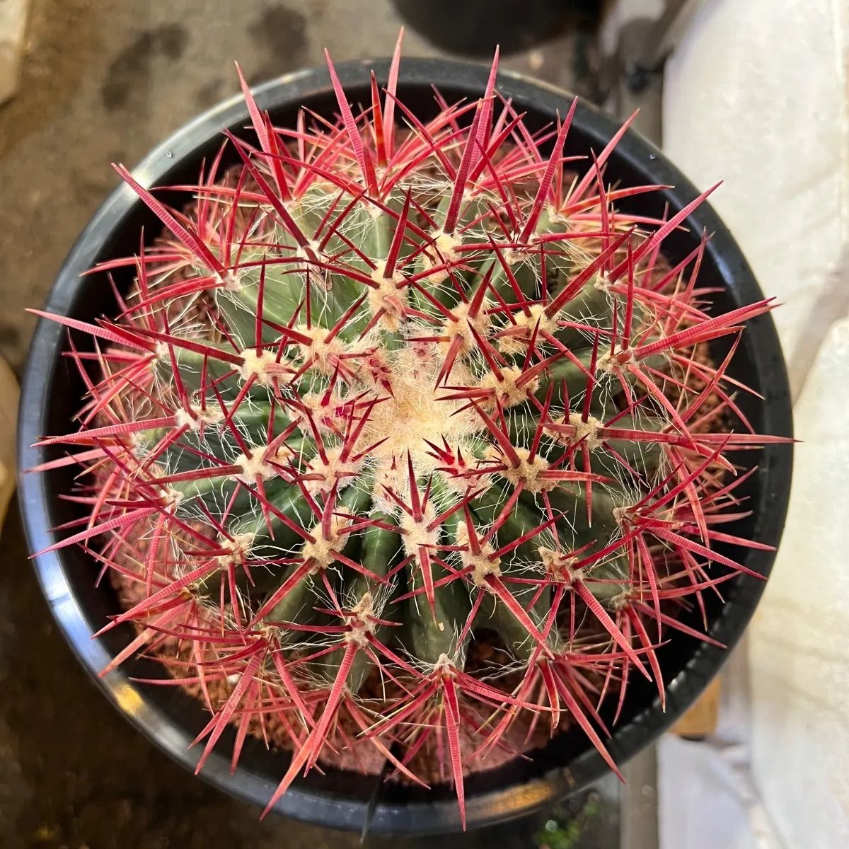 サボテン 赤鳳 セキホウ 8号 希少品 ビッグサイズ 本物 観葉植物