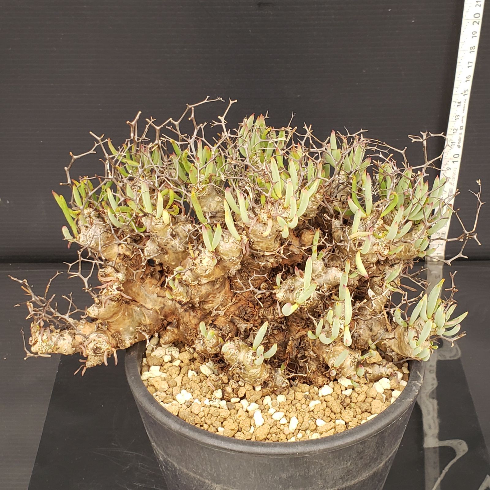 実生塊根！　万物想　チレコドン　多肉植物　塊根植物　レティキュラータス P395【自社養生株】チレコドン レティキュラータス 万物想(L