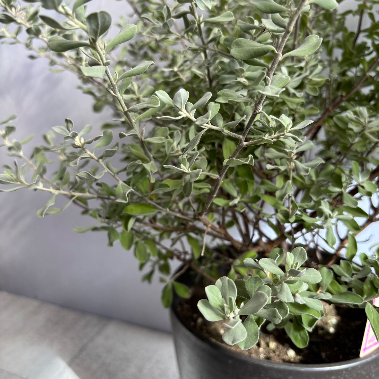 レウコフィルム　シルバーリーフ　/ 672 シルバーリーフ】 レウコフィルム 『フルテスケンス』 3寸ロングPOT