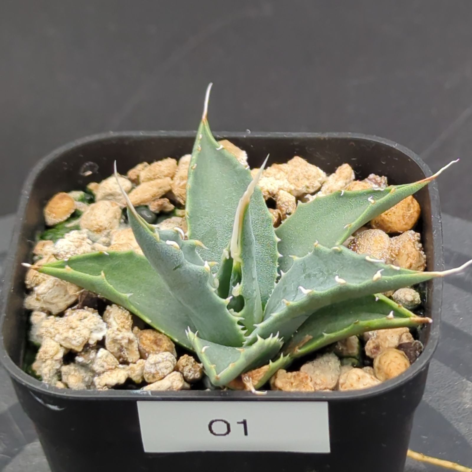 7月入荷 500粒+ アガベ ユタエンシス エボリスピナ ヘイフォード 種子 種 7月入荷 500粒+ アガベ ユタエンシス エボリスピナ ヘイフォード