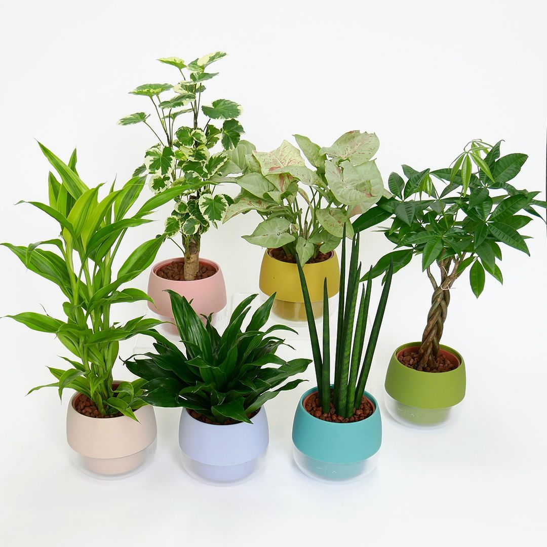 大型 フィカス エラスティカ S字仕立て 陶器鉢 植え込み発送 フィカス