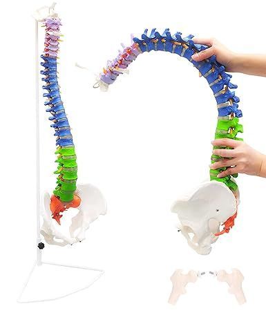 【在庫処分】【理学療法士監修】脊椎 模型 90cm 可動式 脊椎骨盤模型 人体模型 実物大 配色脊柱 可動脊椎模型 股関節 医学 整骨院 教材 スタンド付き (90CM)
