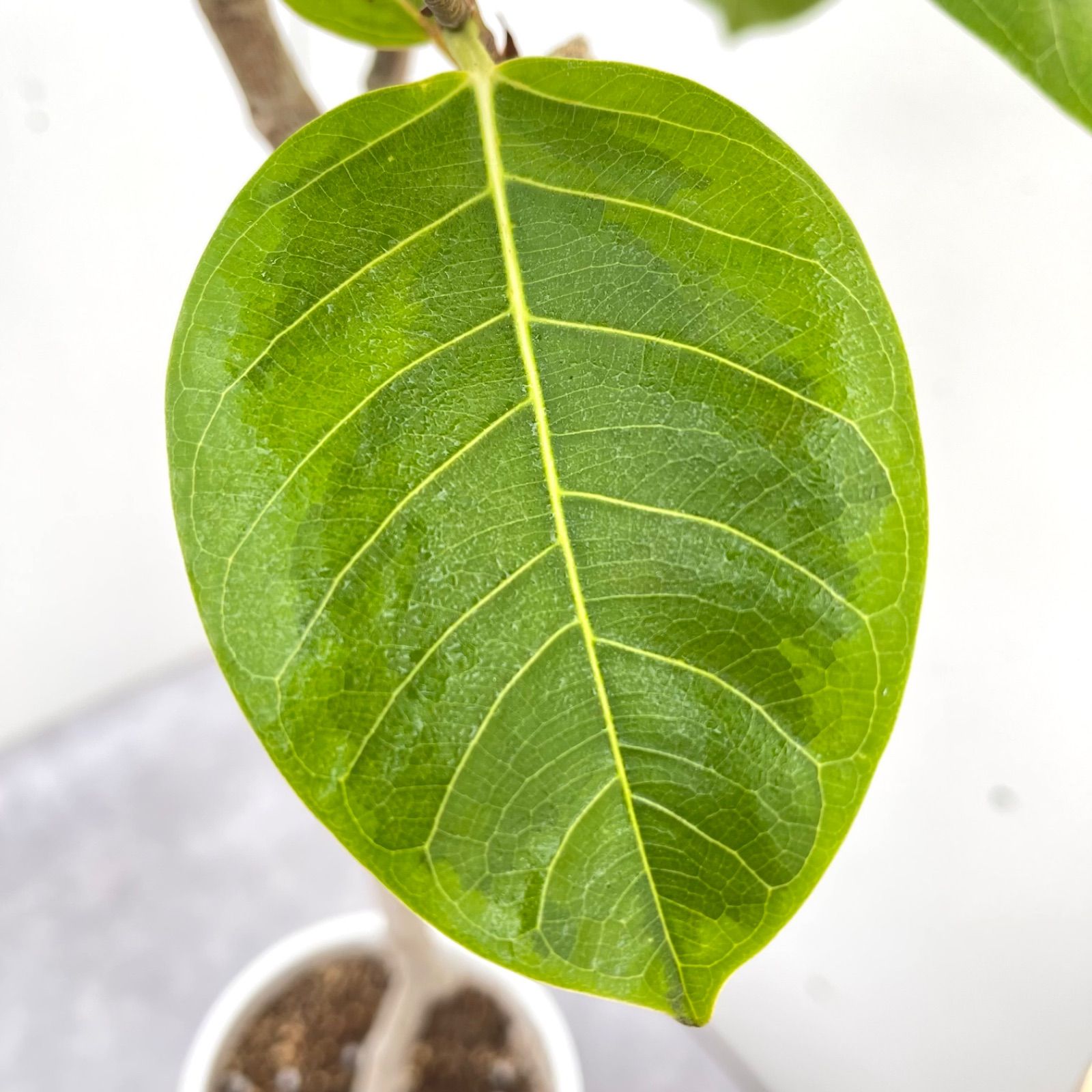 フィカス アルテシマ 曲がり 1【現品】観葉植物 室内 大型 フィカス