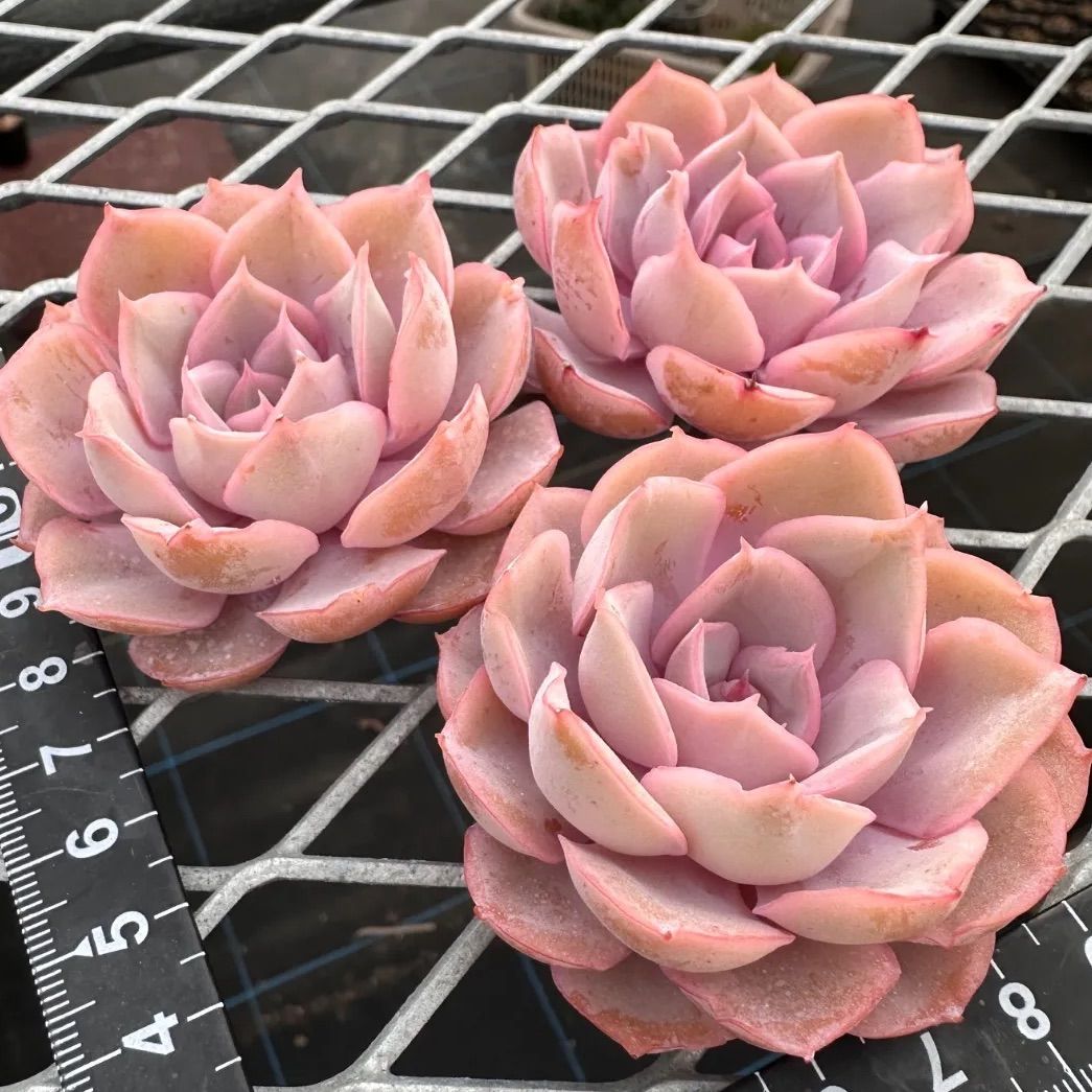 ピンキー◎多肉植物 カット苗 韓国苗 エケベリア等 ピンキールミ エケベリア 韓国苗 Pinky rumi 多肉植物 - メルカリ