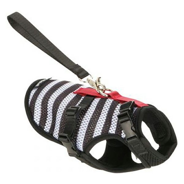 マンゴー苗 品種 紅キンコウ 10号サイズ