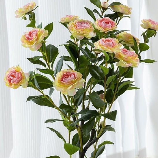 薔薇 木