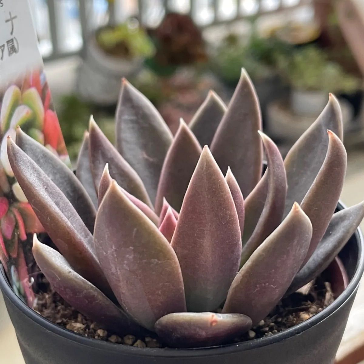 はなちゃん様専用❣️セラーナ❣️札付き❗️多肉植物 抜き苗