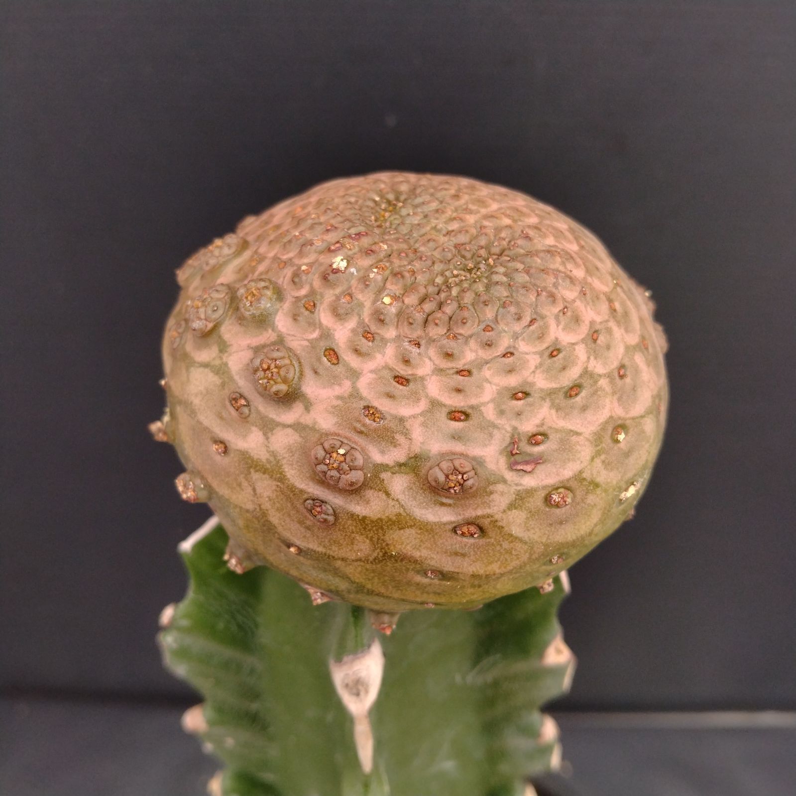 ユーフォルビア ツルビニフォルミス③ サボテン 多肉植物 コーデックス 希少 ユーフォルビア ツルビニフォルミス 多肉植物 希少 サボテン