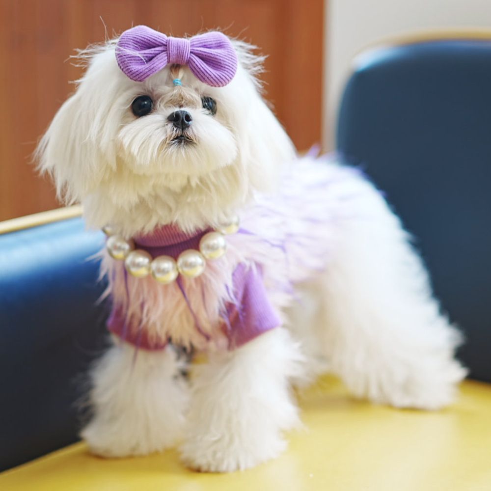 おしゃれ犬 犬服
