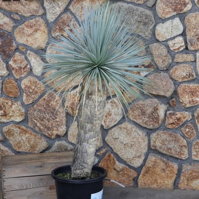 Peperomia argyreia variegated/スイカ ペペロニア⑤ Peperomia