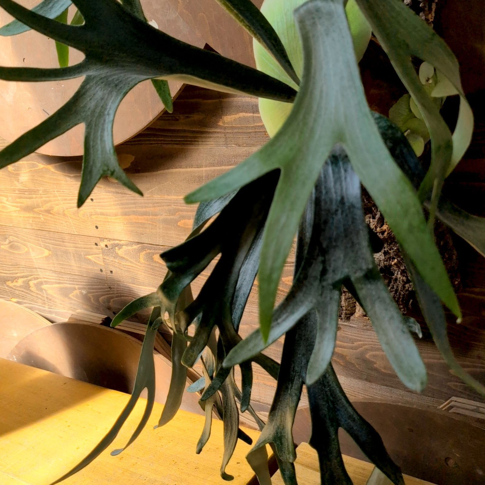 ビフルカツムホワイト 現品発送