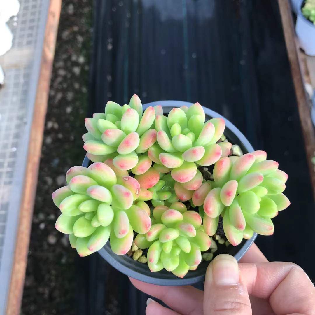 SKL1233×36 シャングリラ 抜き苗 多肉植物 アエオニウム エケベリア 韓国苗