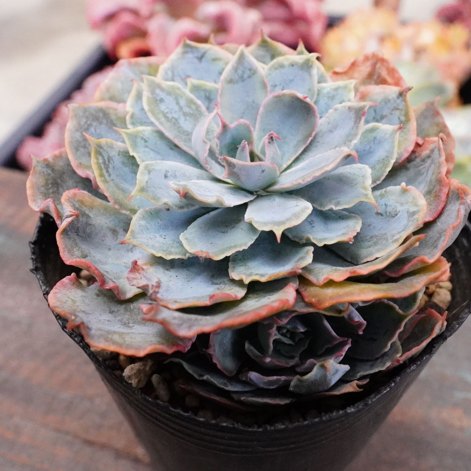 BLACKFRIDAY40%OFF！【ブルーヘロン錦】エケベリア 斑入り レア 希少