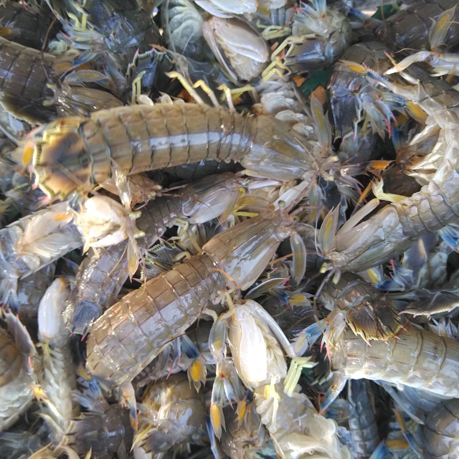 活梱包「水無 蝦蛄１ｋｇ」（20-32匹）シャコエビ シャコ しゃこえび　蝦蛄海老 シャコ刺身 蝦蛄刺身 刺し身 シャコの寿司に ボイルシャコに 漁師直送 活きて到着の可能性あり 活魚【80】