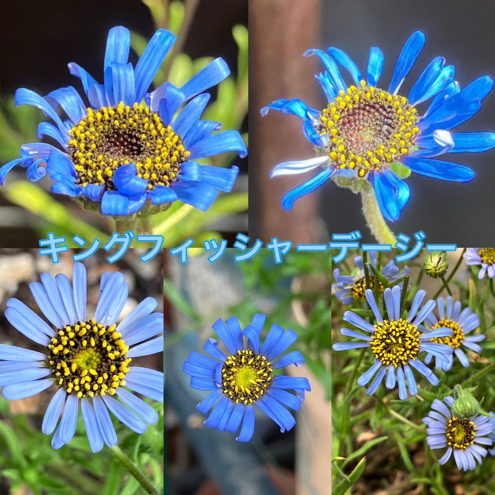 キングフィッシャーデージー20粒 - メルカリ