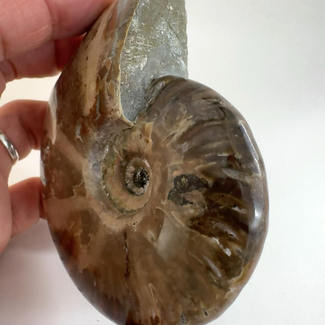 アンモナイト縫合線オパール化石標本 ☆貴重－アンモナイト縫合線