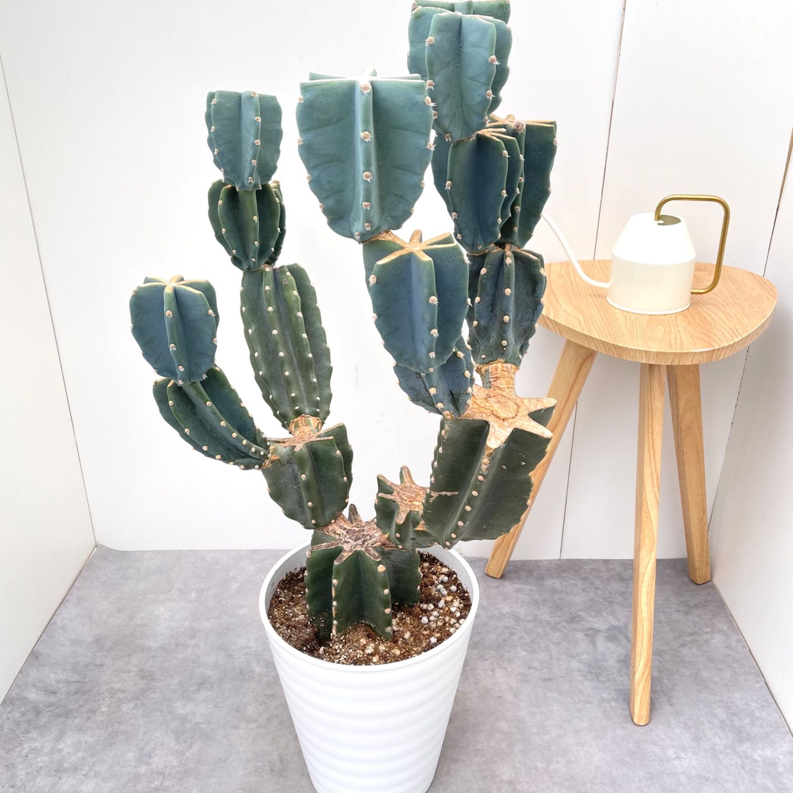 特別価格早い者勝 柱サボテン 鬼面角　7頭発根　サボテンブランチ　ドライガーデン 特別価格早い者勝 柱サボテン 鬼面角 7頭発根 サボテンブランチ