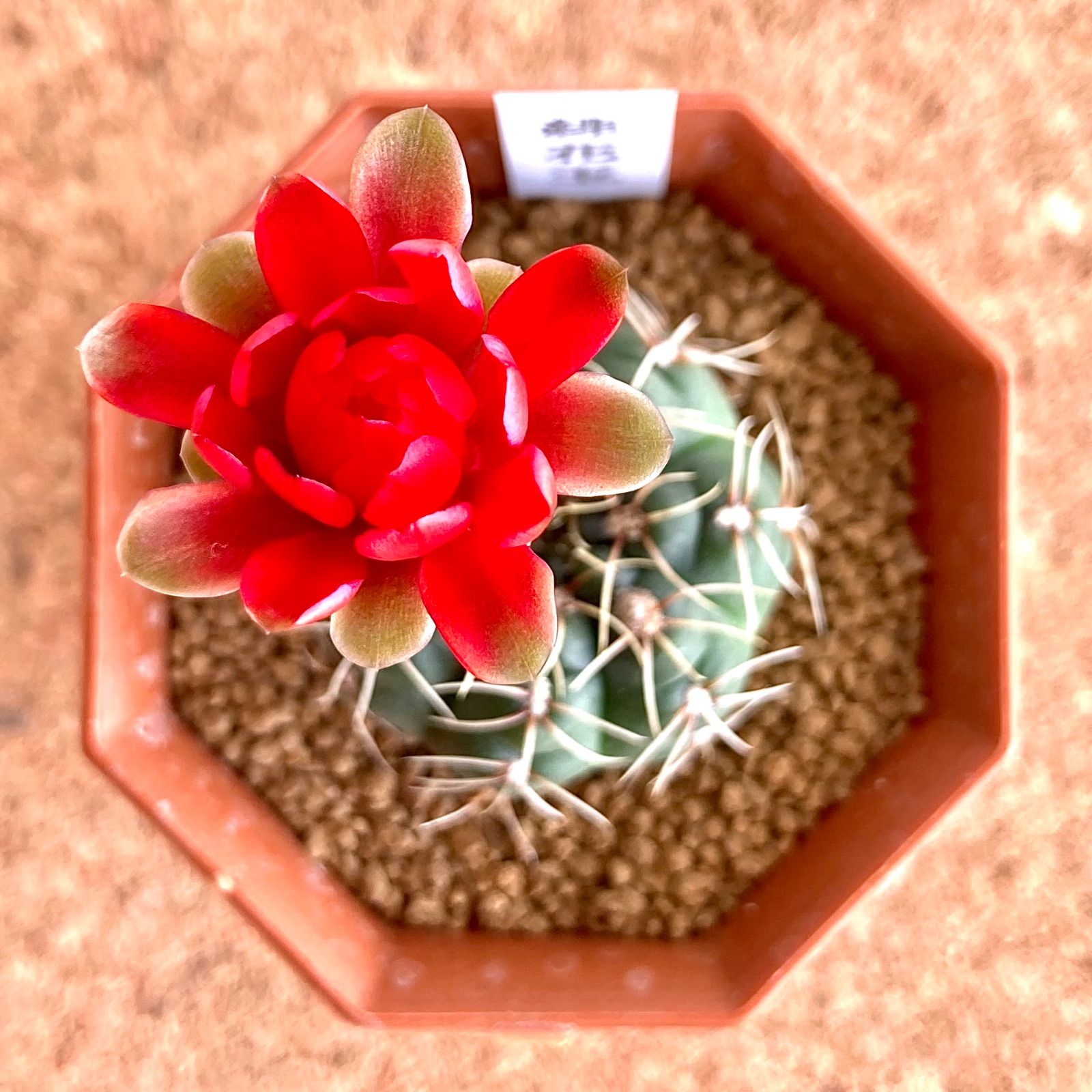 黒士冠 Copiapoa cinerea v. dealbata (黒王丸 現地球 子株