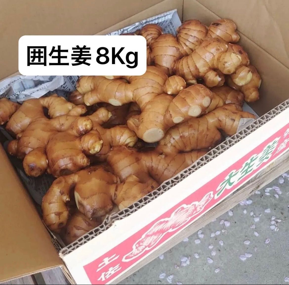 高知県産囲生姜8Kg