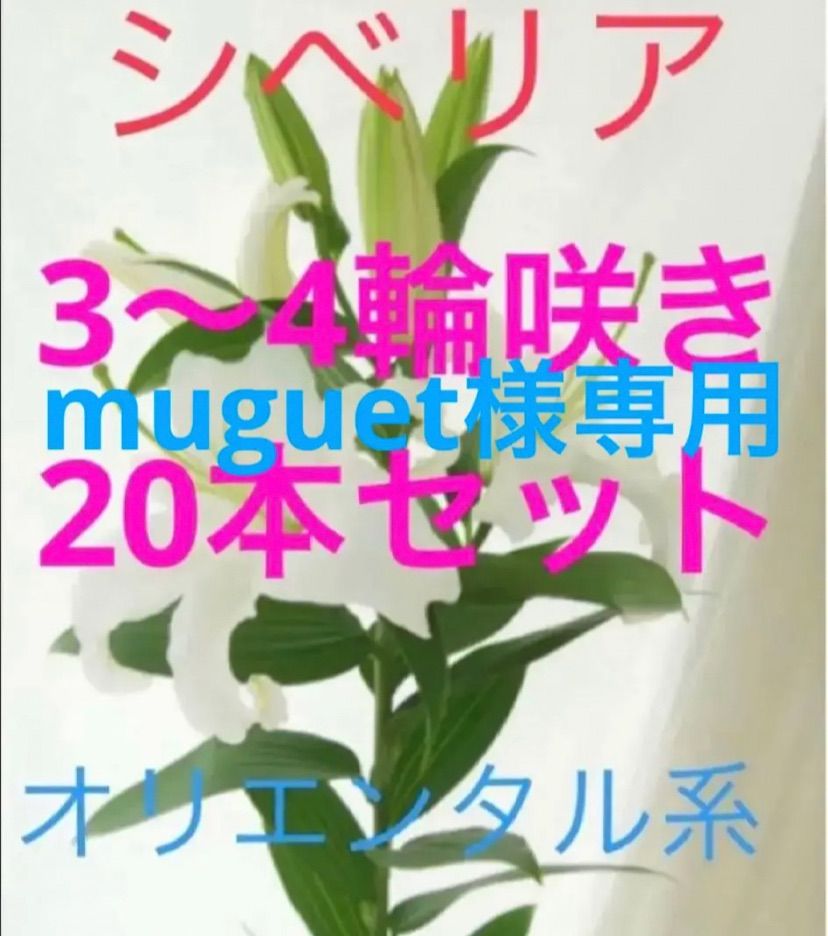 muguet様専用 白百合3〜4輪咲き 20本セット販売 品種シベリアクール便