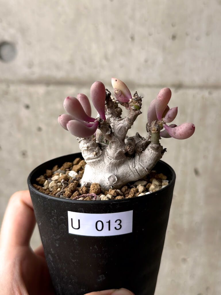 【現品限り】オトンナ・クラビフォリア【U13】 Othonna clavifolia【植物】塊根植物 夏型 コーデックス