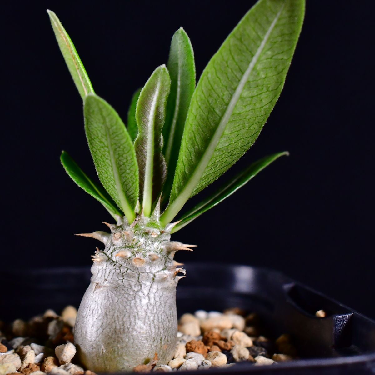 パキポディウム　レウコキサンツム パキポディウム ブレビカウレ レウコキサンツム【501