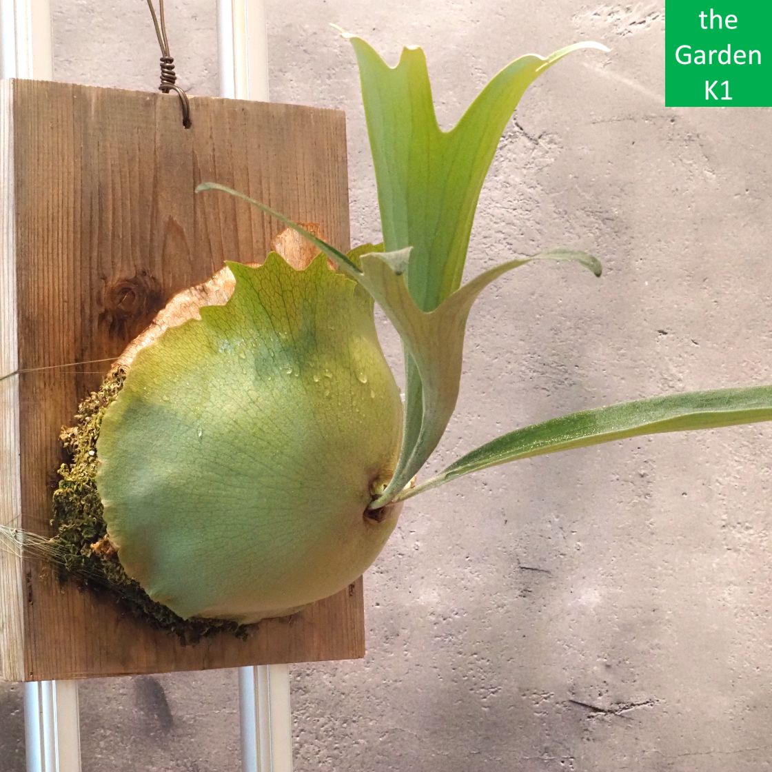 P. ridleyi wild from Borneo（Malaysia）大株 た*や様 【大株