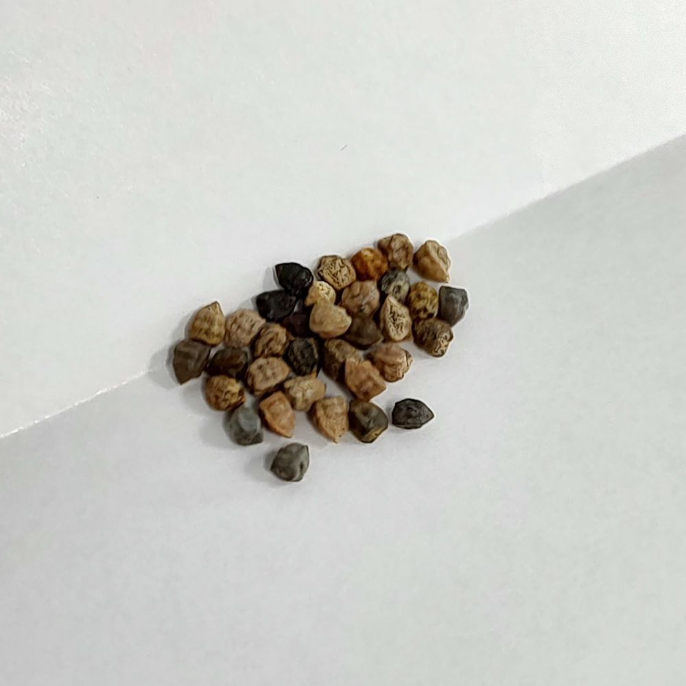 5月入荷 5粒 ユーフォルビア ロンギツベルクローサ 種 種子 植物検疫証明書