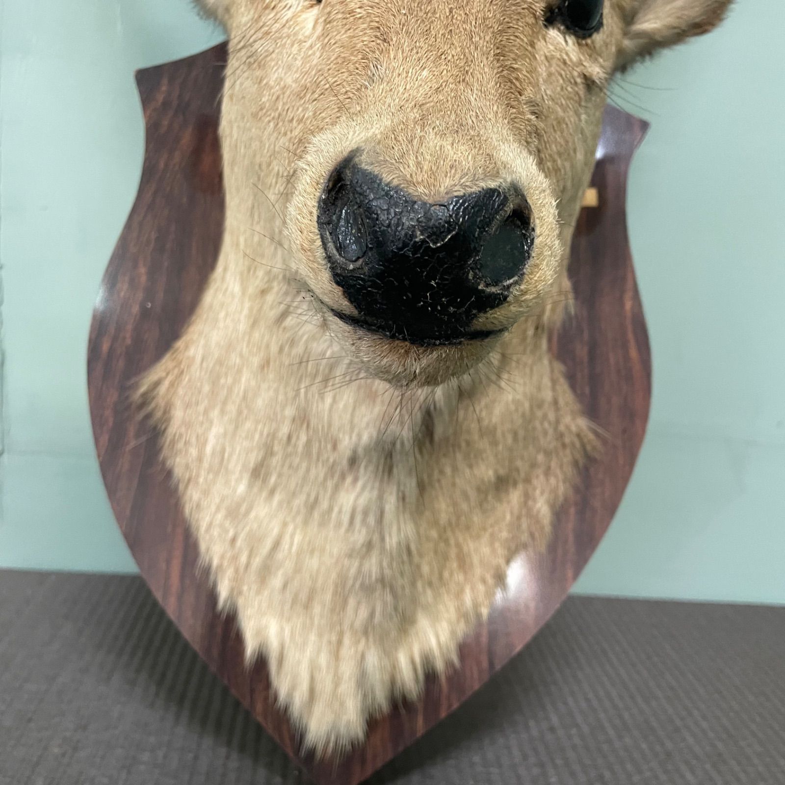 ♭ 鹿の剥製 鹿角 シカ 剥製 壁飾り 高さ80cm ハンティングトロフィー