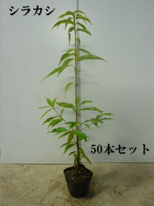 50本セット シラカシ樹高0.5m前後10.5cmポット