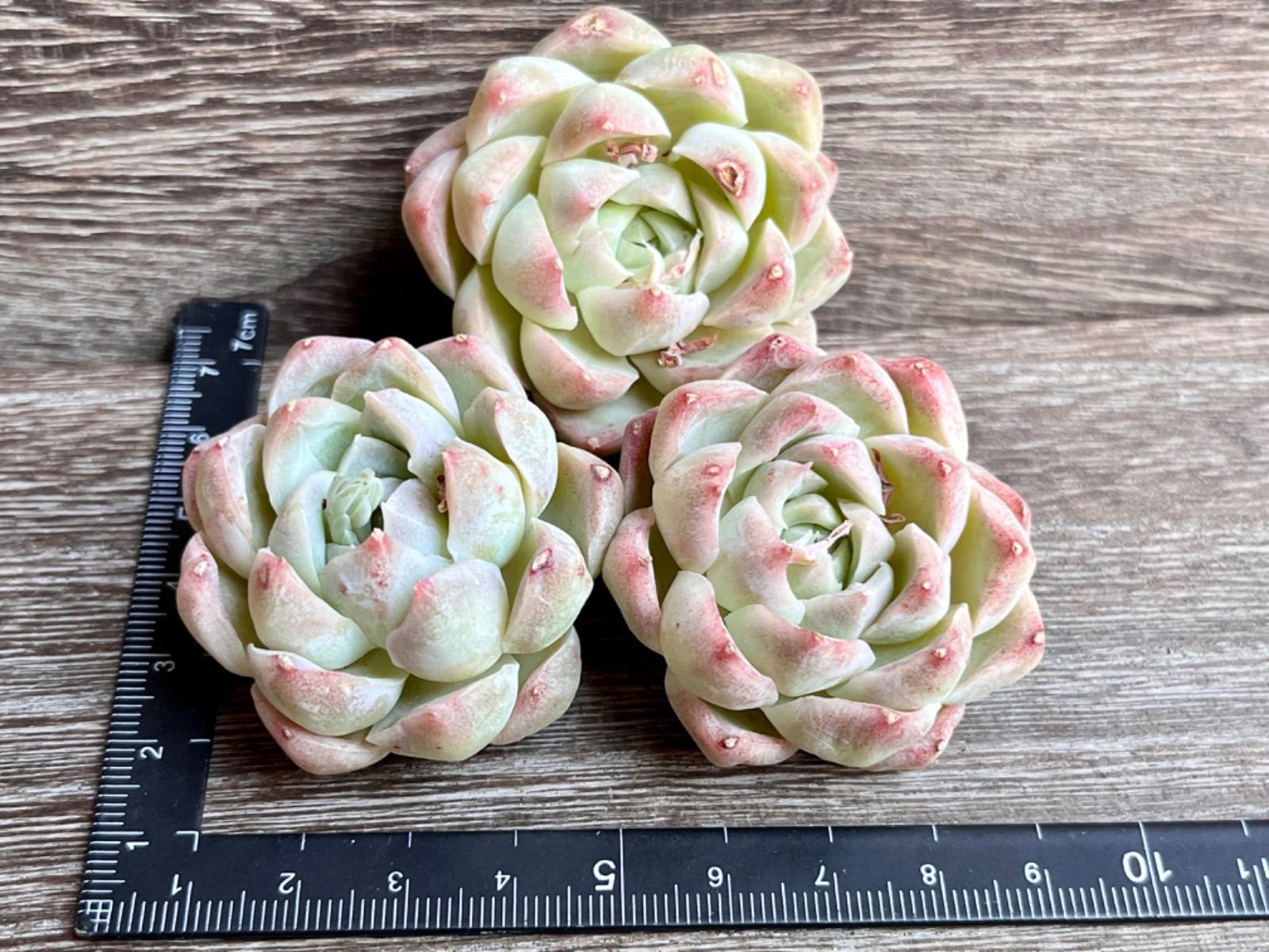 ☆多肉植物 クイーンオブピーチ エケベリア 韓国苗☆ - メルカリ ☆多肉植物 クイーンオブピーチ エケベリア 韓国苗☆ - メルカリ