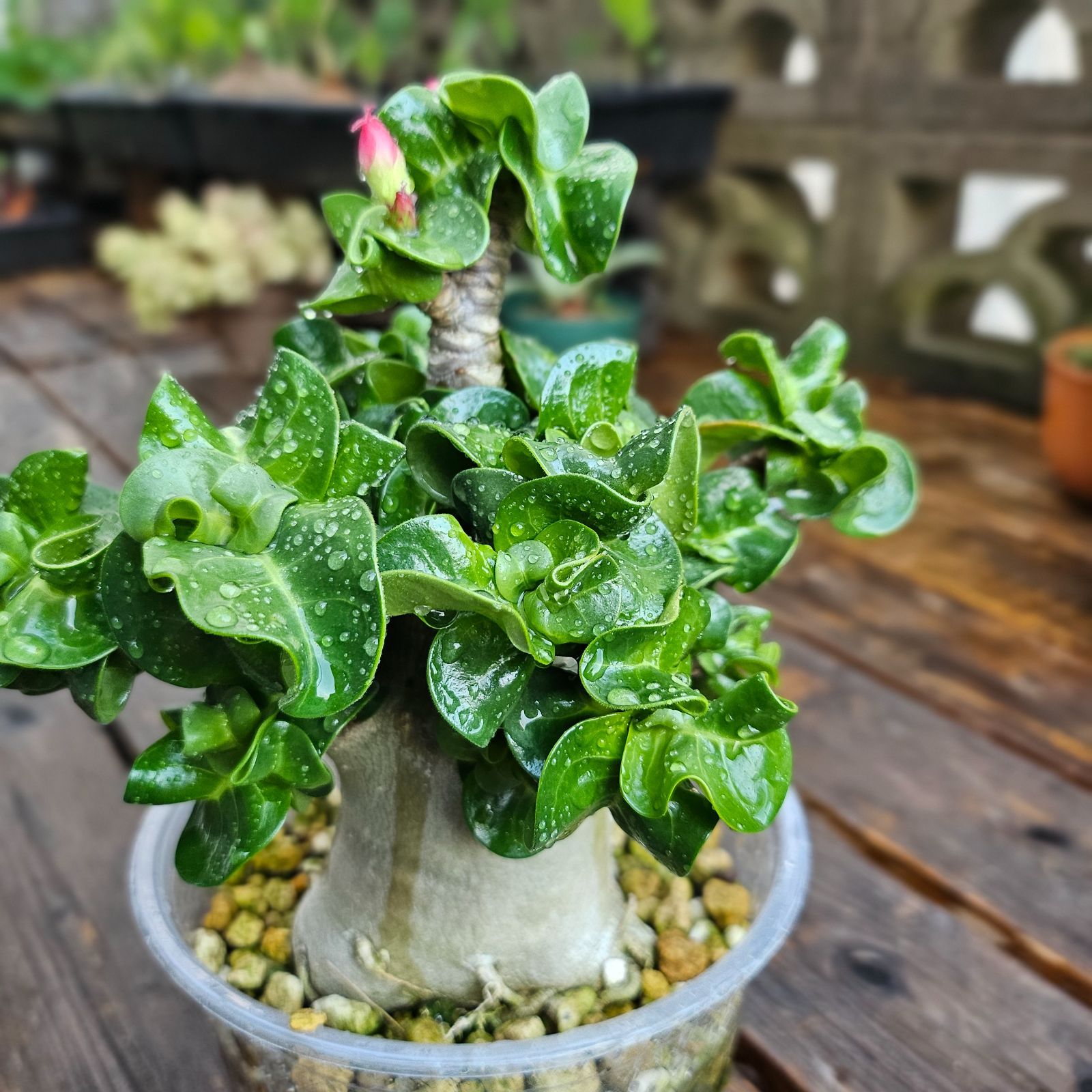 M4《 Adenium Arabicum D.H.A》アデニウム アラビカム 獅子葉