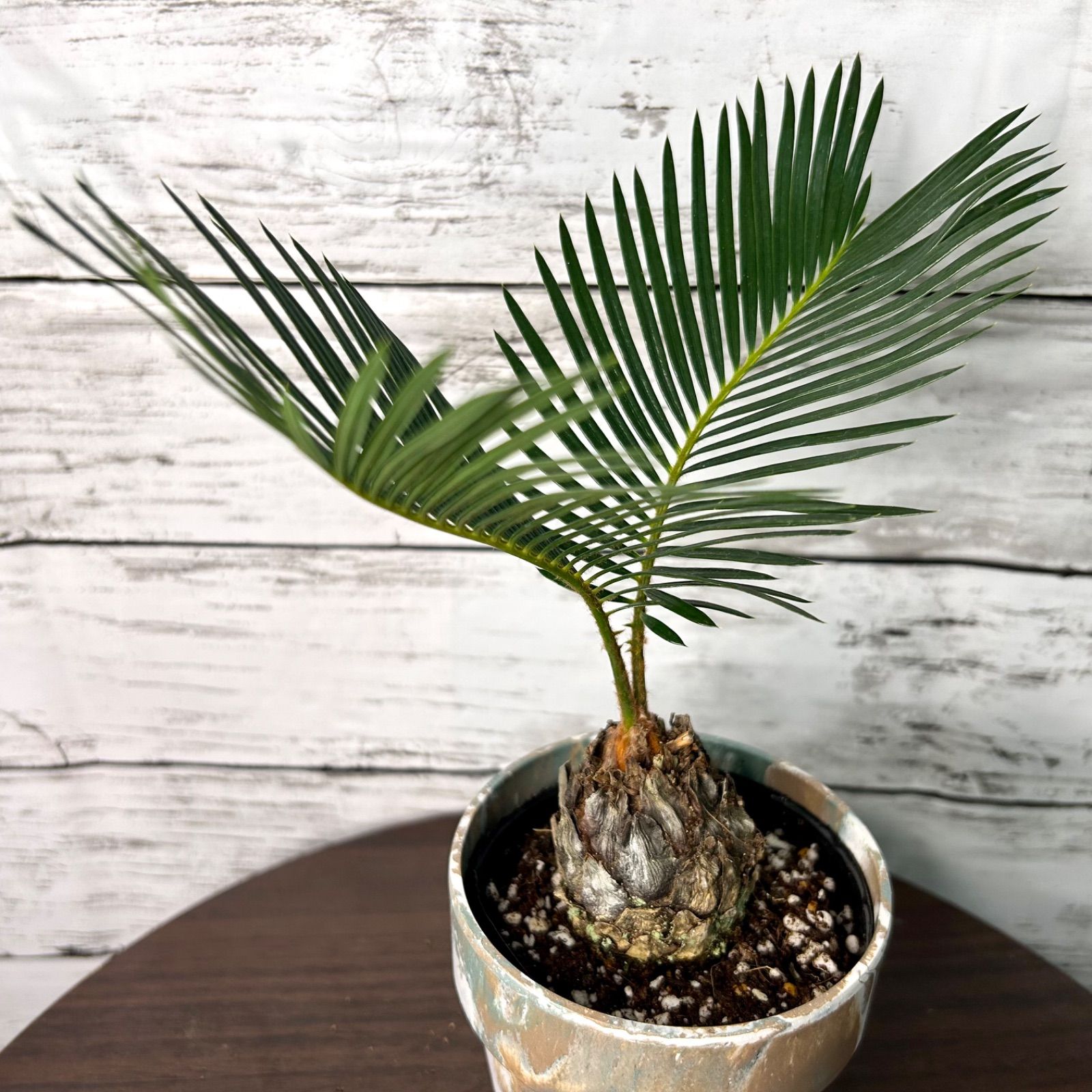 ソテツ　3号ポットつき　14株❗ ソテツ 3号ポットつき 14株❗ ソテツ 3号ポットつき 14株❗