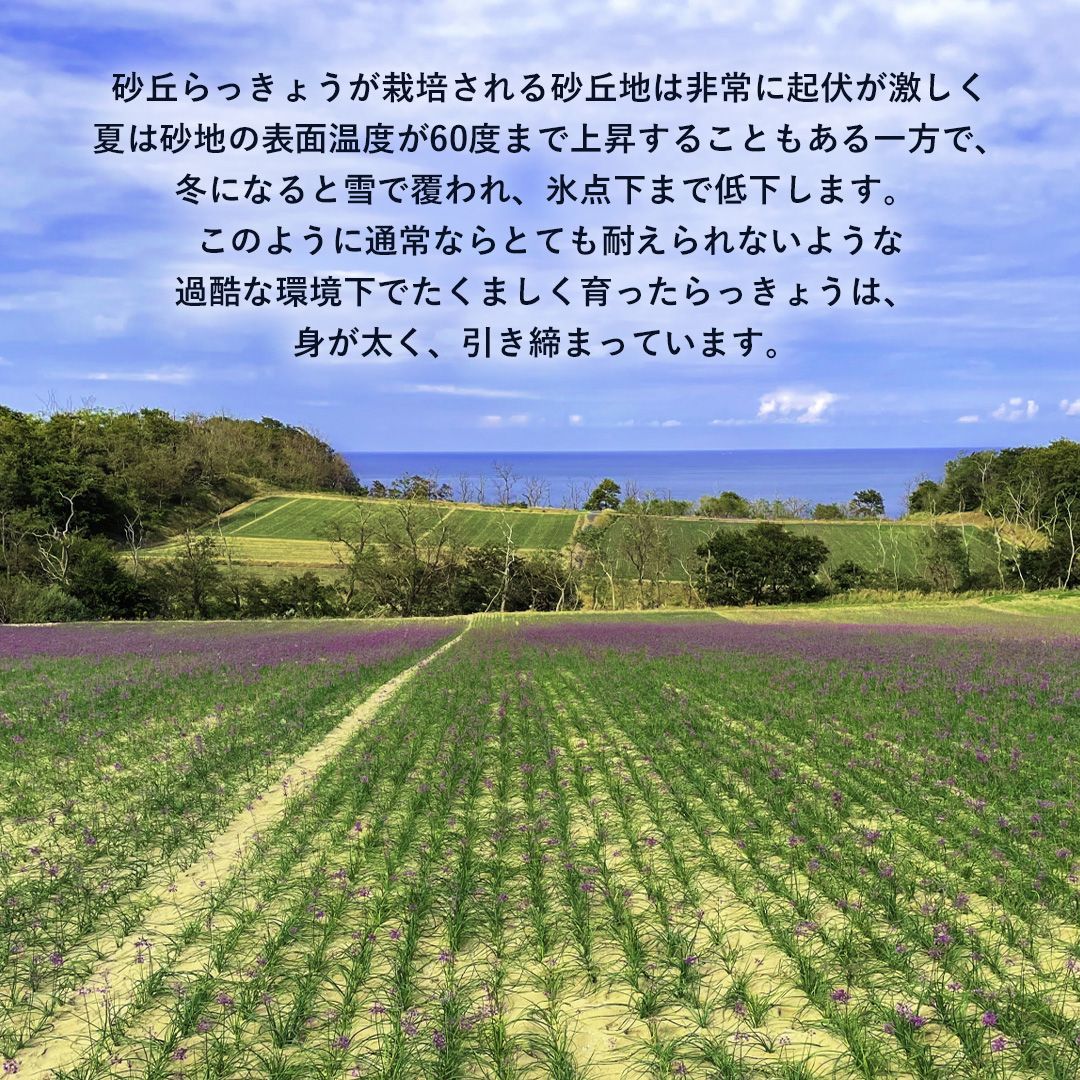 6月中旬
