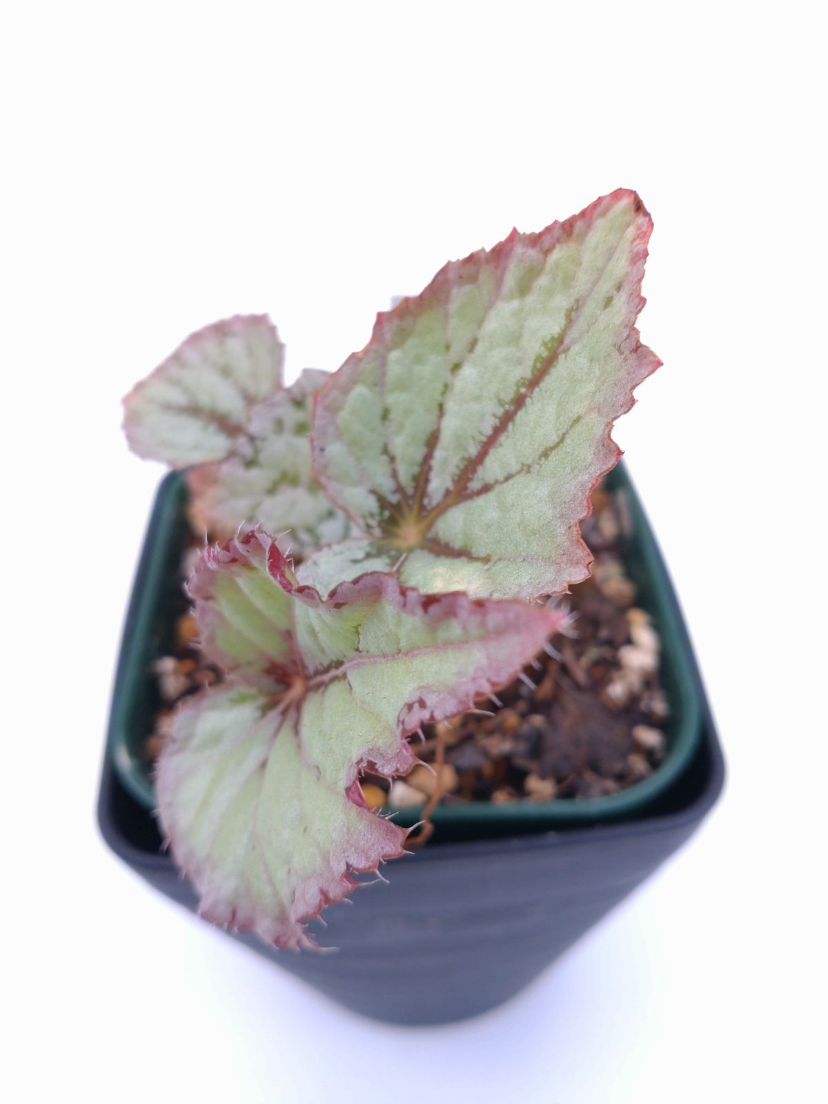 観葉植物 ベゴニア レックス 抜き苗 Fodexpo Com Co