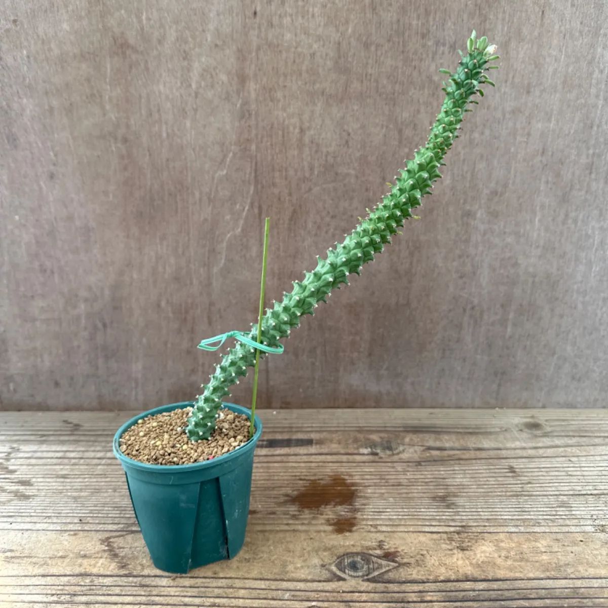 モナデニウム ドラゴンテール Monadenium Dragon Tail 現品 観葉植物 観葉 植物 珍奇植物 珍奇 珍しい レア 希少 塊根植物  塊根 コーデックス 多肉植物 多肉 インテリア モナデニウム ドラゴンテール モナデニューム - メルカリ