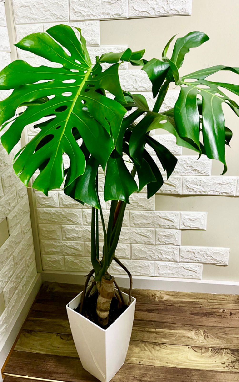 モンステラ⭐️幹立ち⭐️葉40cm大 - メルカリ