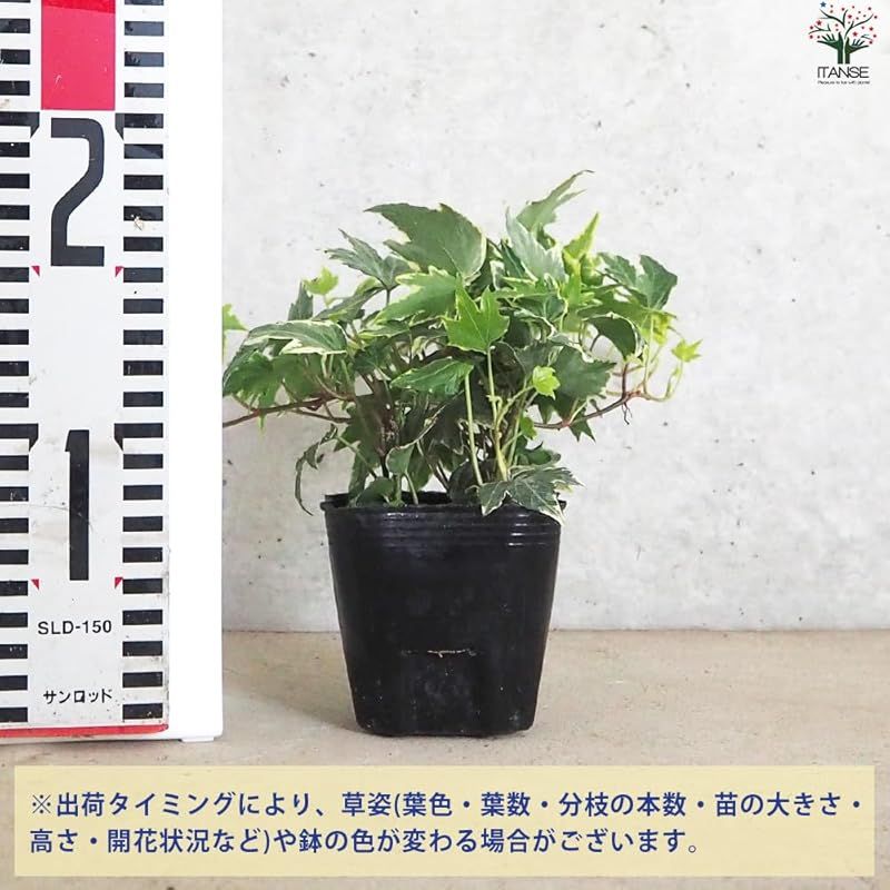 サーク アイビー