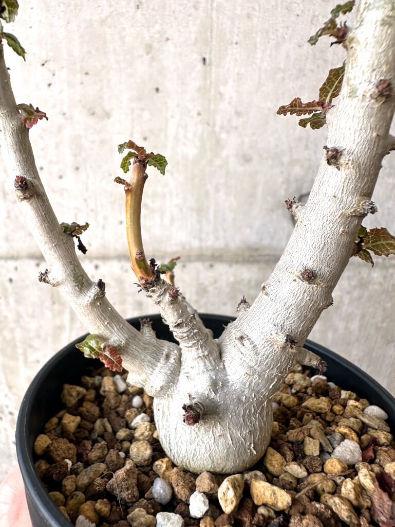 観葉植物 ボスウェリア ネグレクタ 現地球