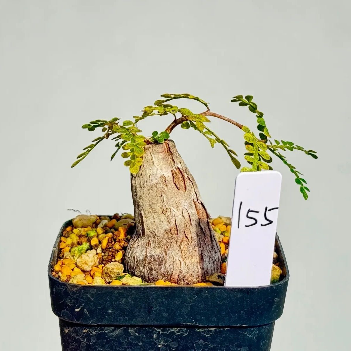 専用ザスタイリストジャパン ウール100 3ピース スーツ 赤 チェックS M