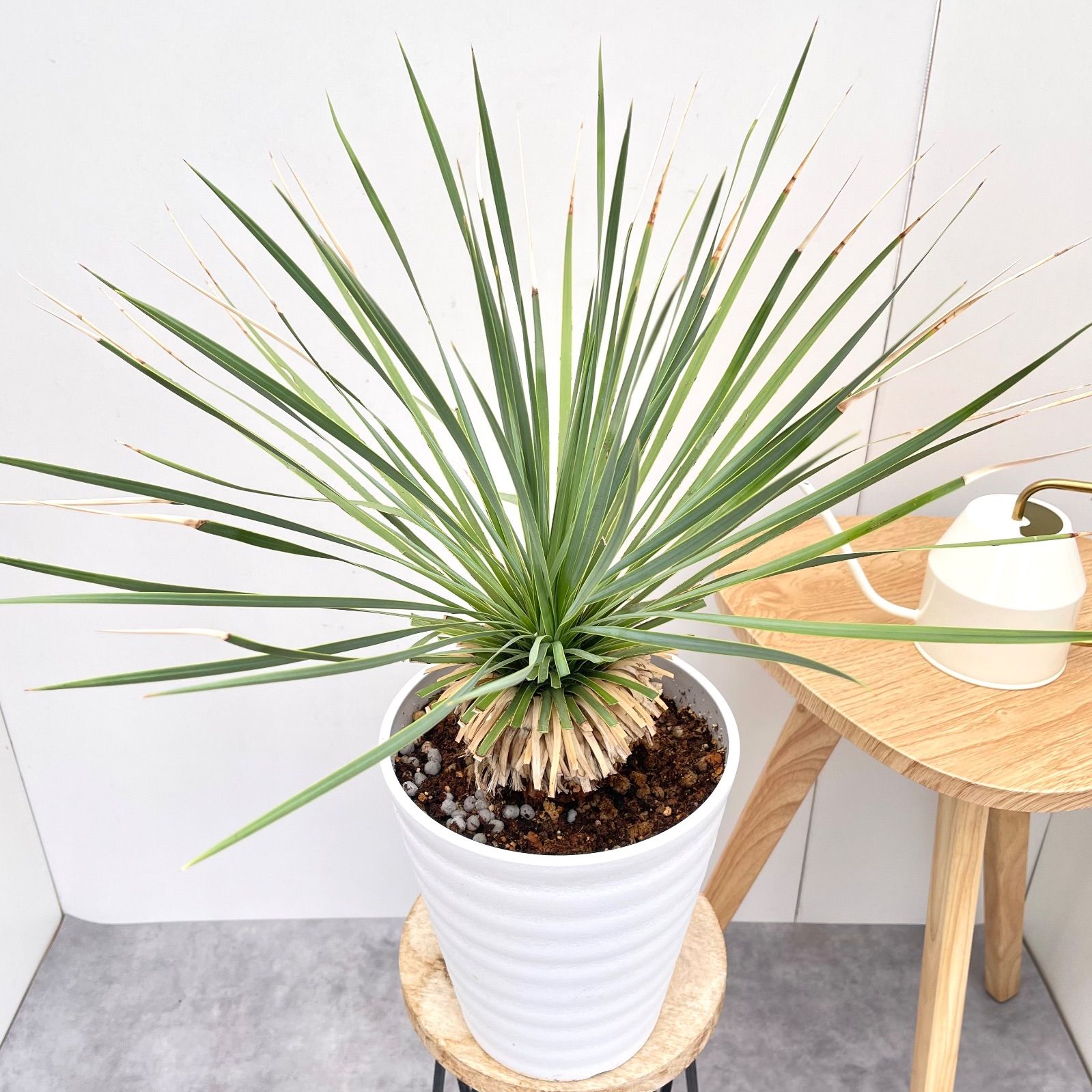 ユッカ ロストラータ サファイアスカイズ 16 現品 観葉植物 7号